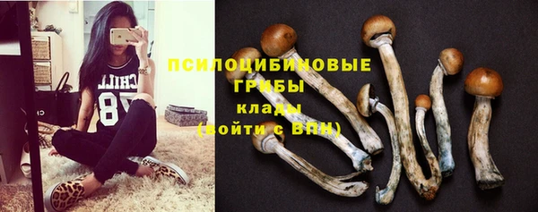 шишки Новодвинск