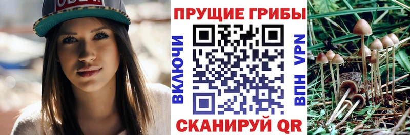 где найти наркотики  Задонск  MEGA рабочий сайт  Галлюциногенные грибы мицелий 